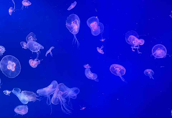 Sea Life COEX水族馆第 54 张图片