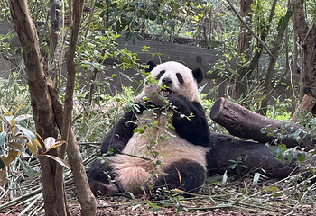 成都大熊猫繁育研究基地第 244 张图片