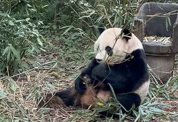 成都大熊猫繁育研究基地第 597 张图片