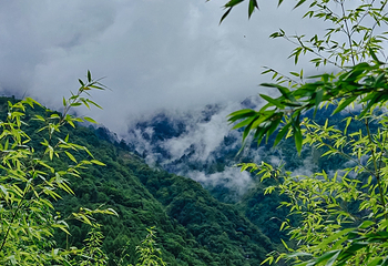 卧龙中华大熊猫苑神树坪基地第 102 张图片