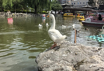 团结湖公园第 76 张图片