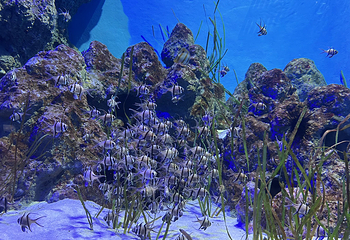新加坡海洋生态馆第 47 张图片