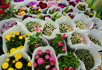 昆明斗南花卉市场第 17 张图片