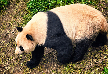 卧龙中华大熊猫苑神树坪基地第 55 张图片