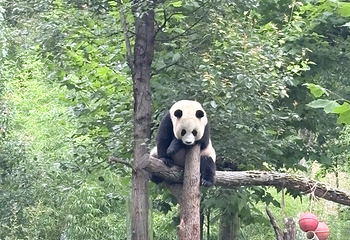 卧龙中华大熊猫苑神树坪基地第 145 张图片