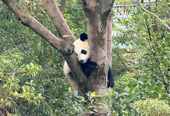成都大熊猫繁育研究基地第 390 张图片