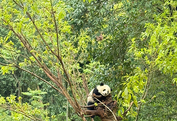 成都大熊猫繁育研究基地第 445 张图片