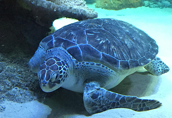 Sea Life Kansas City Aquarium第 1 张图片