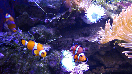 昂内维尔水族馆第 13 张图片