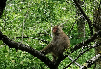 岳沢湿原第 13 张图片