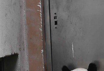 成都大熊猫繁育研究基地第 782 张图片