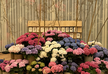 上海鲜花港第 66 张图片
