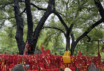 洪洞大槐树寻根祭祖园第 36 张图片