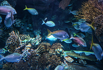 上海海洋水族馆第 141 张图片