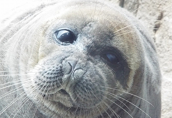 仙台海洋森林水族馆第 17 张图片