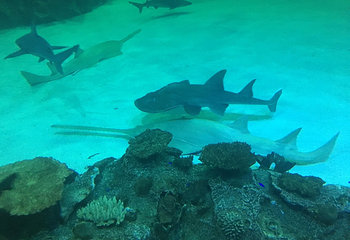 曼德勒湾鲨鱼礁水族馆第 12 张图片