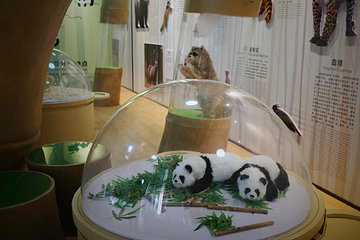 岳阳中华大熊猫苑第 21 张图片