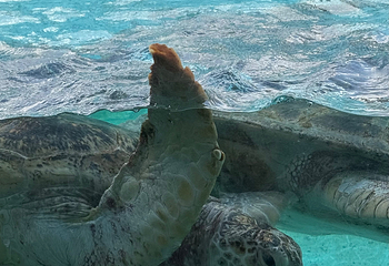 冲绳美丽海水族馆第 57 张图片