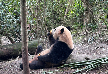 熊猫谷第 92 张图片