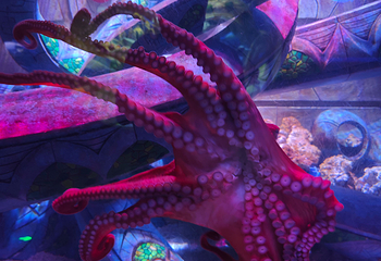 三亚亚特兰蒂斯失落的空间水族馆第 224 张图片