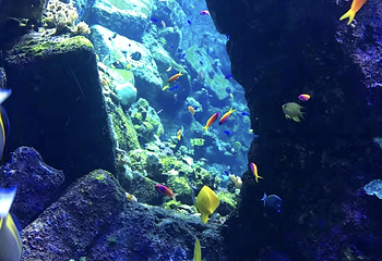 迪拜亚特兰蒂斯度假区第 123 张图片