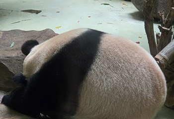 熊猫谷第 162 张图片