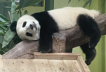 红山森林动物园第 206 张图片
