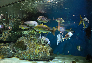名古屋港水族馆第 40 张图片