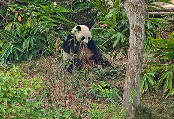 成都大熊猫繁育研究基地第 348 张图片