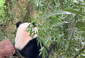 成都大熊猫繁育研究基地第 353 张图片