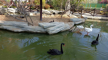 灵玲动物王国-天鹅湖