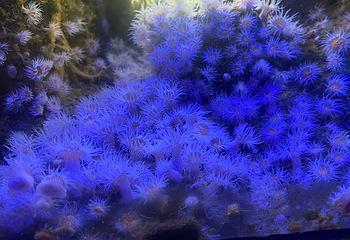 SEA LIFE Scarborough第 15 张图片