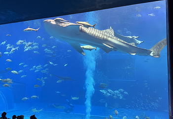 冲绳美丽海水族馆第 73 张图片
