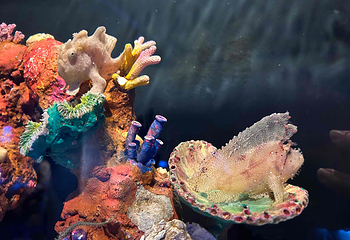 吉隆坡城中城水族馆第 30 张图片