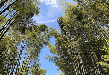 蜀南竹海第 49 张图片