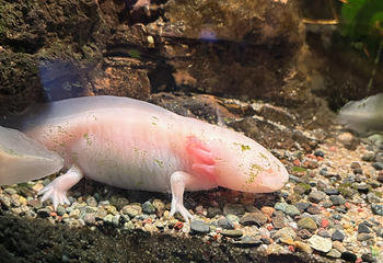 釜山SEA LIFE水族馆第 43 张图片
