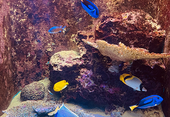 冲绳美丽海水族馆第 130 张图片