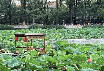翠湖公园第 34 张图片