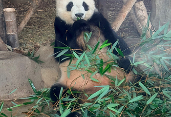 成都大熊猫繁育研究基地第 554 张图片