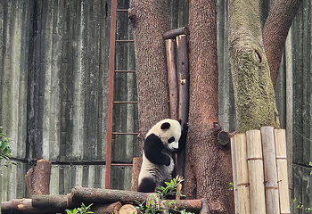 成都大熊猫繁育研究基地第 371 张图片