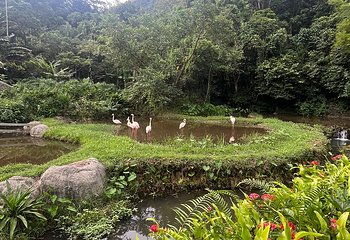 呀诺达热带雨林第 170 张图片