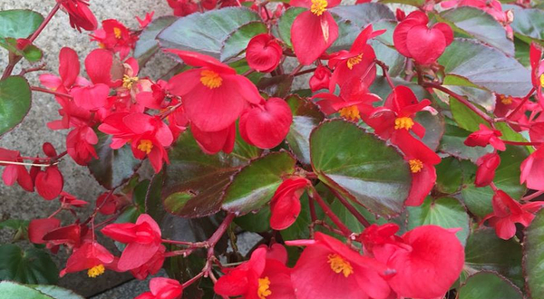 重庆南山植物园-大门售票处