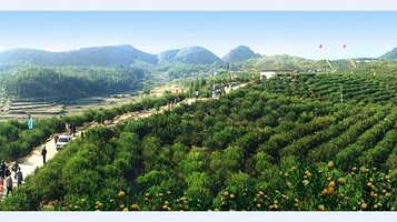 罗俚石蜜桔生态园