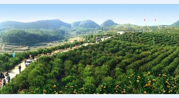 罗俚石蜜桔生态园