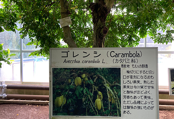 热川香蕉鳄鱼园第 17 张图片