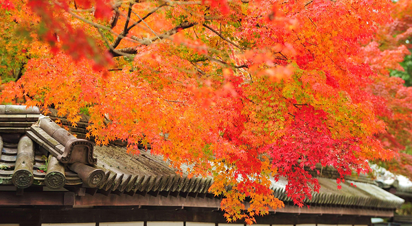 惠比寿屋人力观光车 京都东山店