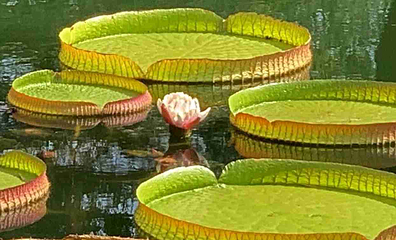 国家植物园(原北京植物园)第 26 张图片