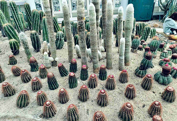 厦门园林植物园第 130 张图片