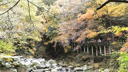 米仓山国家森林公园第 65 张图片