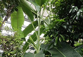 新加坡植物园第 94 张图片